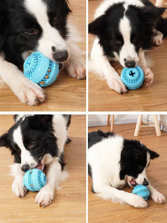 Pet molar ball - Fun Gifts & More