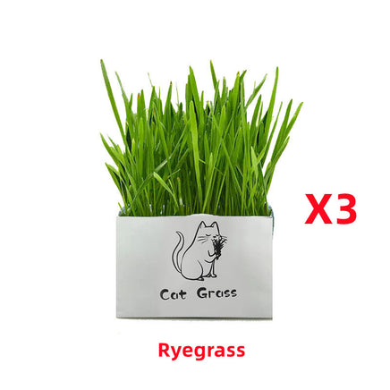 Organic Cat Grass - Fun Gifts & More