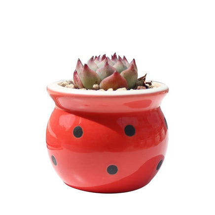 Succulent Flower Pot Ceramic Flower Pot Thumb Pot - Fun Gifts & More