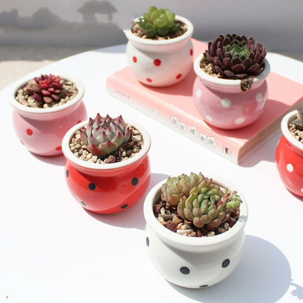 Succulent Flower Pot Ceramic Flower Pot Thumb Pot - Fun Gifts & More