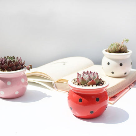 Succulent Flower Pot Ceramic Flower Pot Thumb Pot - Fun Gifts & More