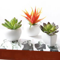 Succulent Potted Plant Fridge Magnets - Fun Gifts & More