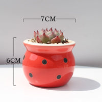 Succulent Flower Pot Ceramic Flower Pot Thumb Pot - Fun Gifts & More