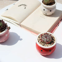 Succulent Flower Pot Ceramic Flower Pot Thumb Pot - Fun Gifts & More