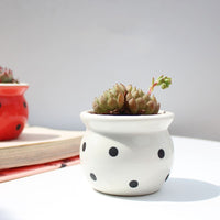 Succulent Flower Pot Ceramic Flower Pot Thumb Pot - Fun Gifts & More