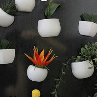 Succulent Potted Plant Fridge Magnets - Fun Gifts & More