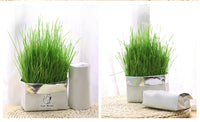 Organic Cat Grass - Fun Gifts & More