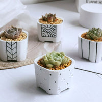 Japanese Simple Ceramic Succulent Flower Pot Green Plant Pot Container - Fun Gifts & More