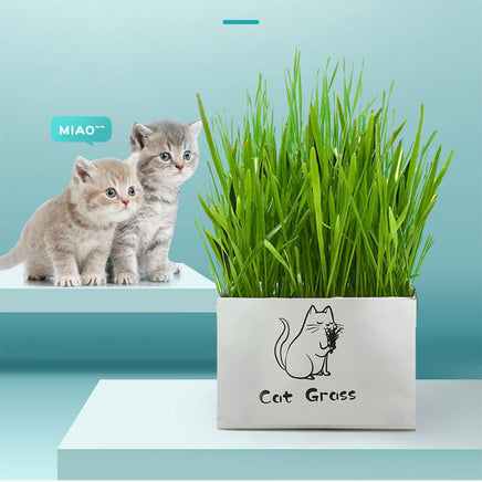 Organic Cat Grass - Fun Gifts & More