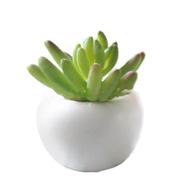 Succulent Potted Plant Fridge Magnets - Fun Gifts & More