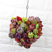 Hanging Succulent Planter - Fun Gifts & More