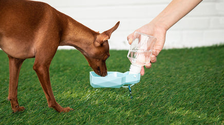 Pet Water Bottle - Fun Gifts & More