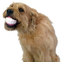 Pet Ball Teeth Silicon Chew Toys for Large Breeds - Fun Gifts & More